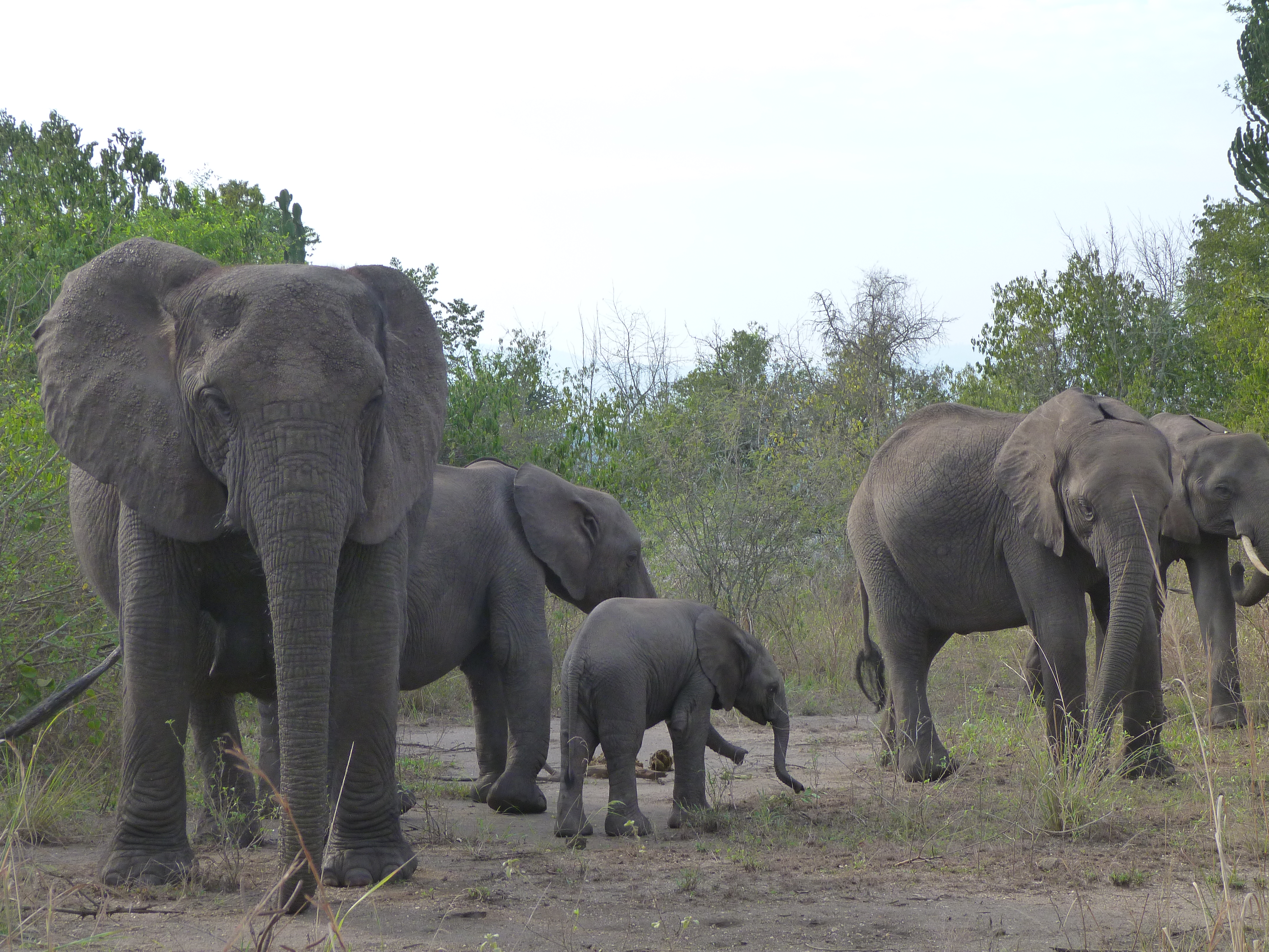 Image: Elephants in east Africa (September 2014), credit: Dr Colin Beale